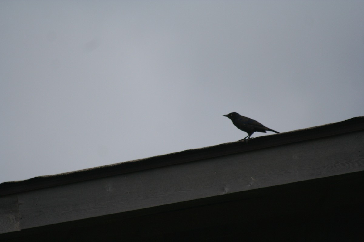 Common Grackle - ML639732385