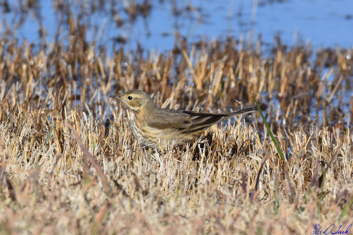American Pipit - ML639732386
