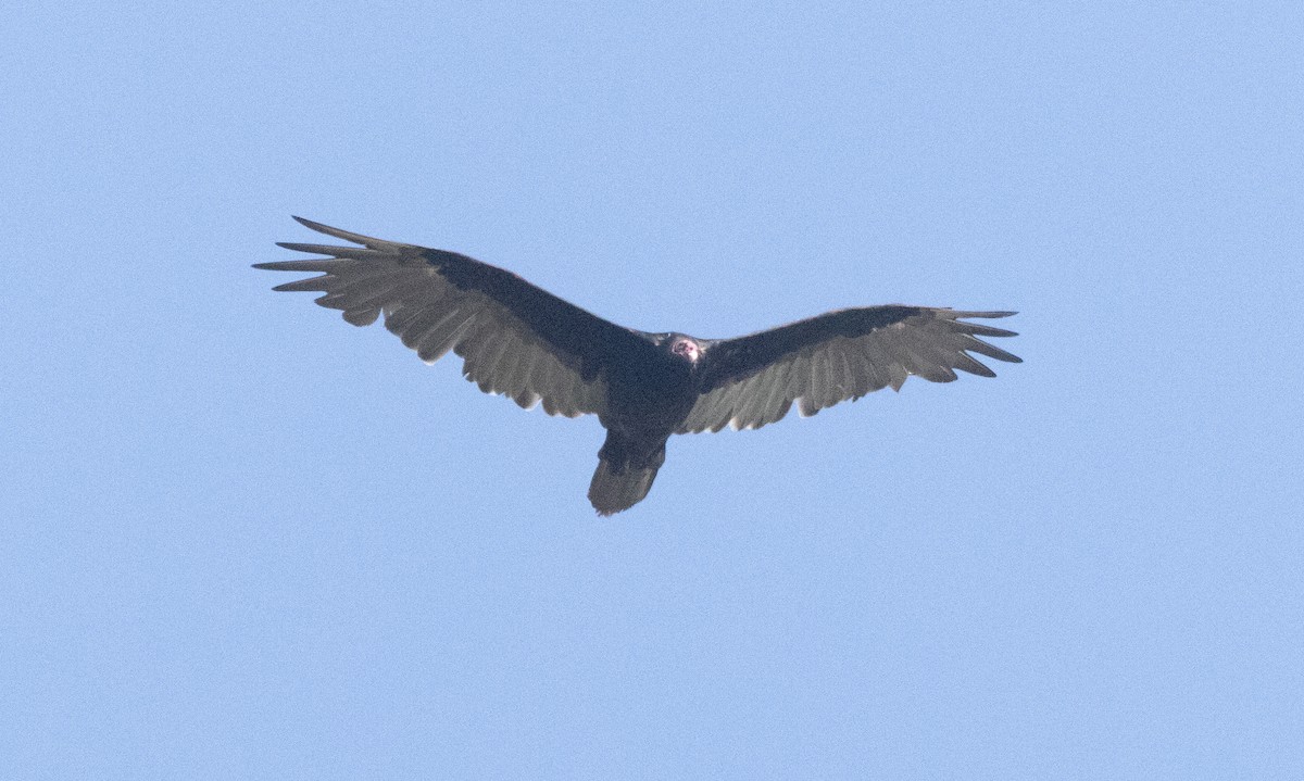 Turkey Vulture - ML639732391