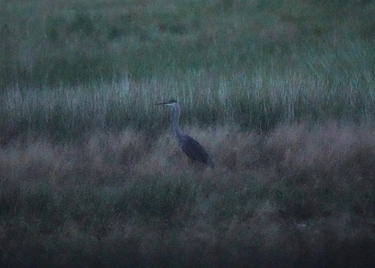 Great Blue Heron - ML639732392