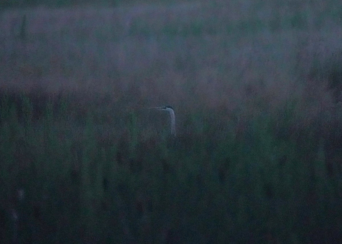 Great Blue Heron - ML639732394