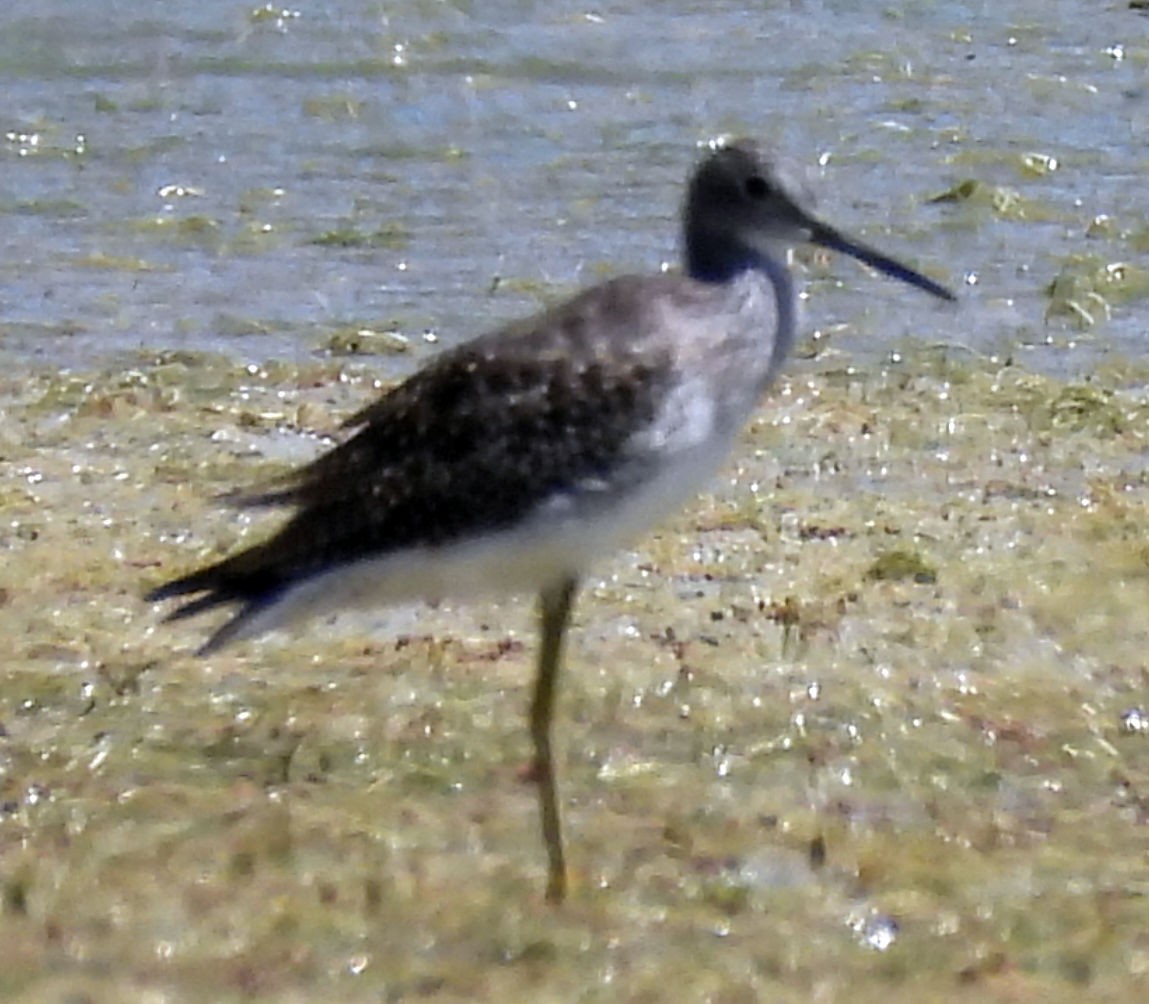 Greater Yellowlegs - ML639732396