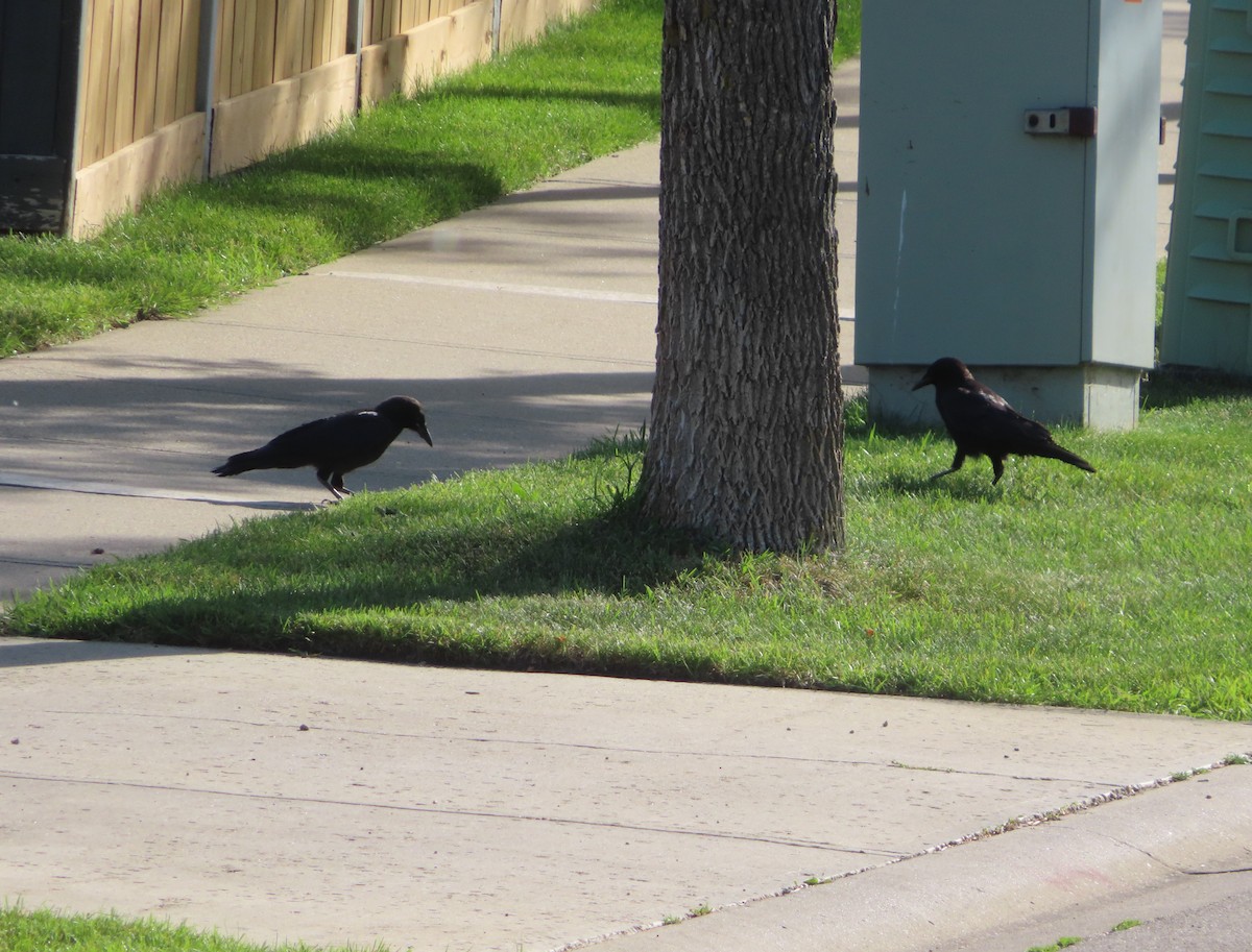 American Crow - ML639732397