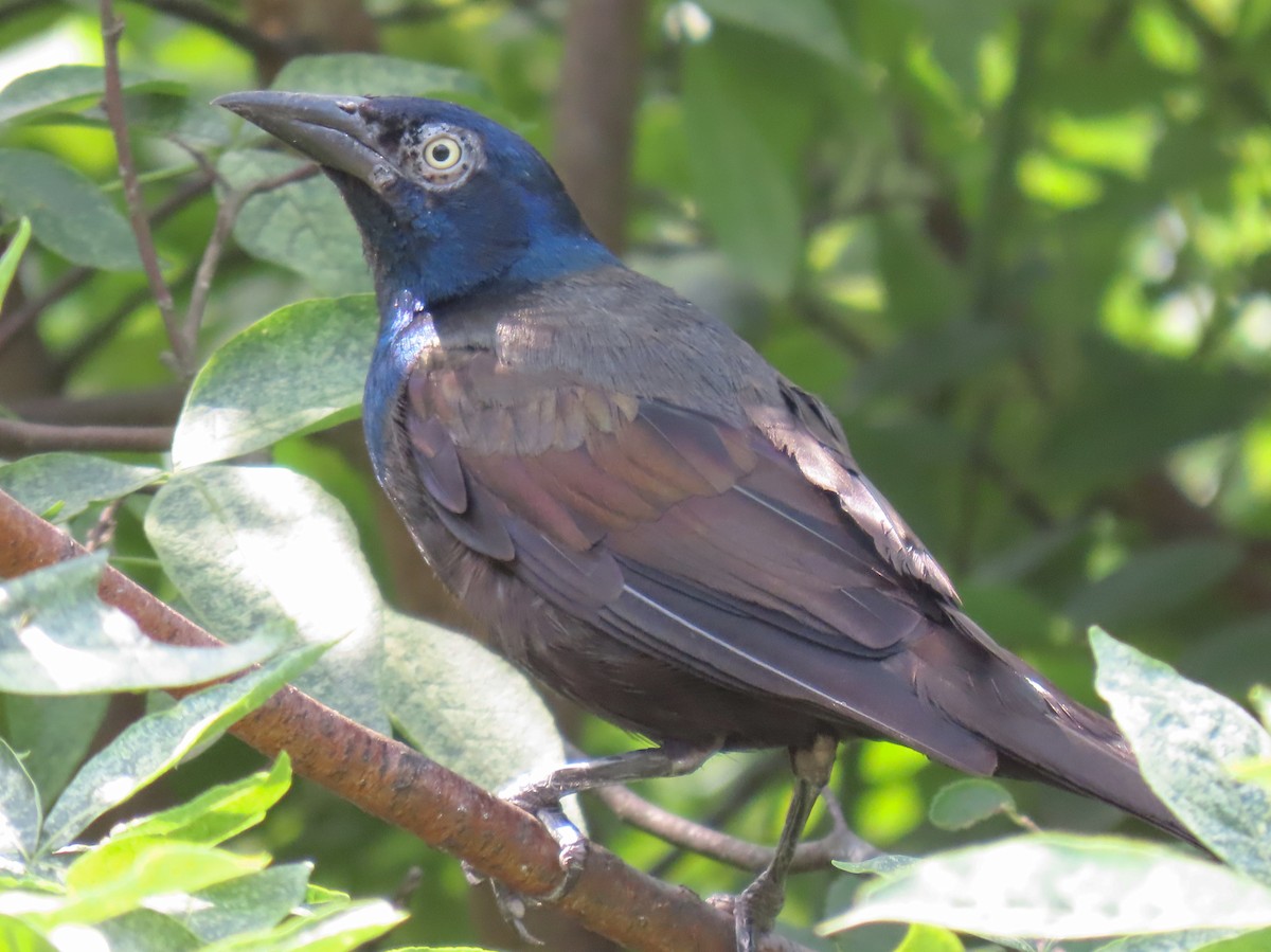 Common Grackle - ML639732398