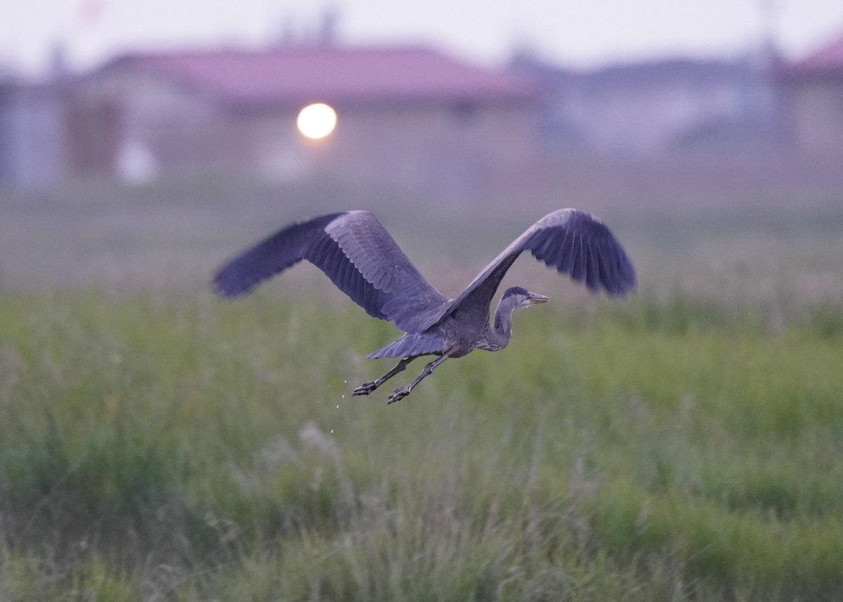 Great Blue Heron - ML639732399