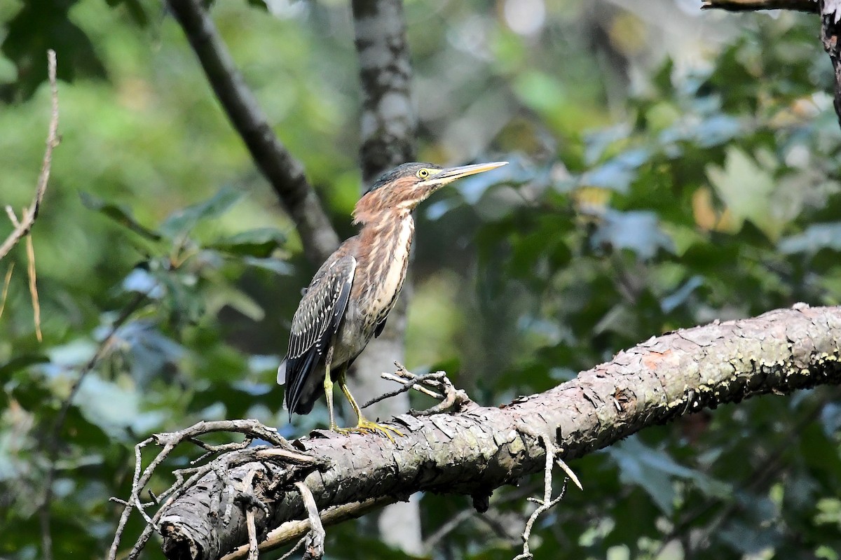 Green Heron - ML639732401
