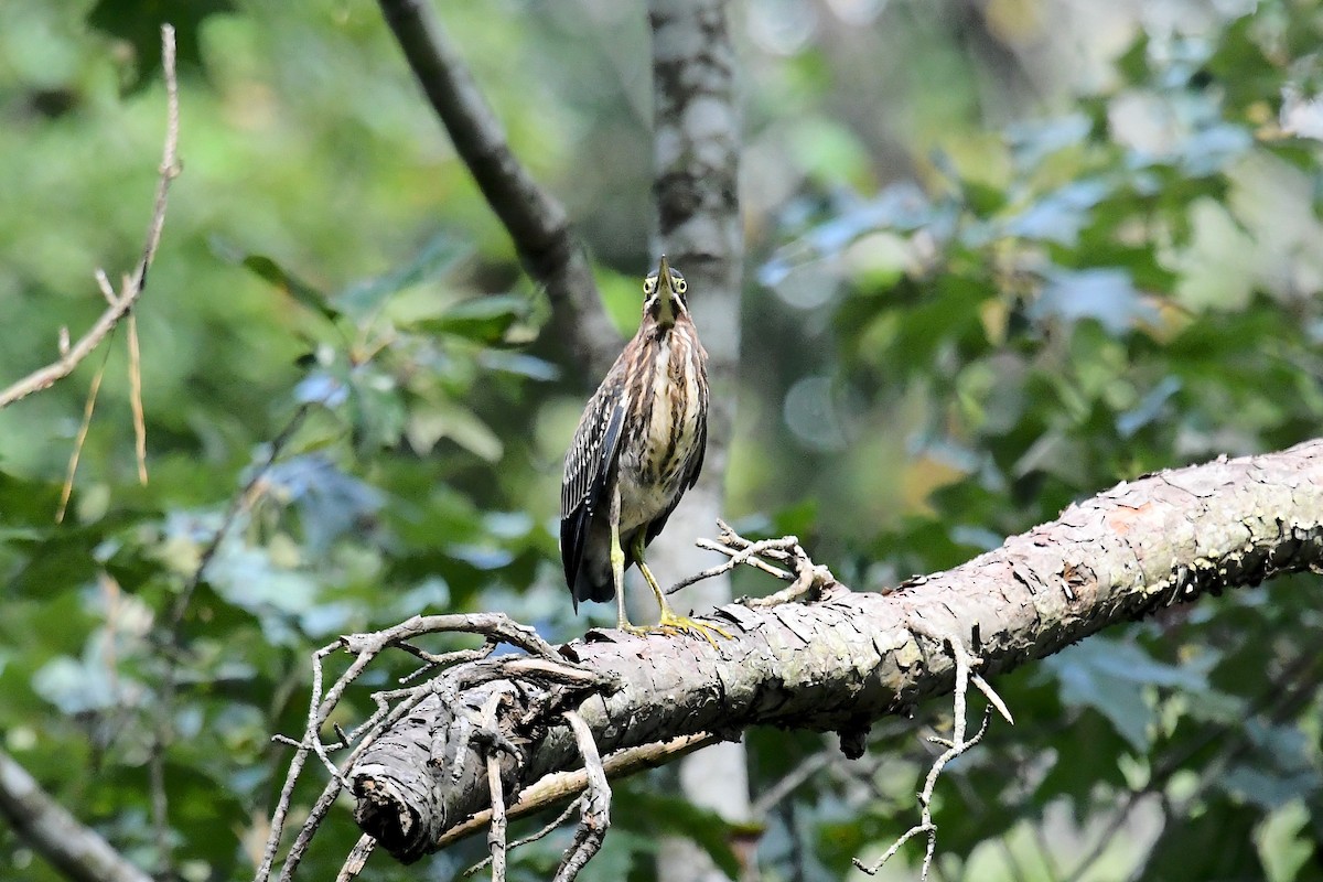 Green Heron - ML639732402