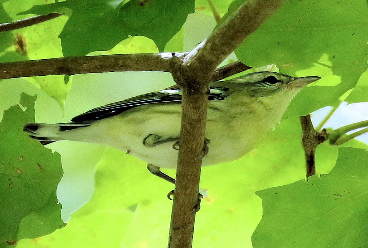 Cerulean Warbler - ML639732406
