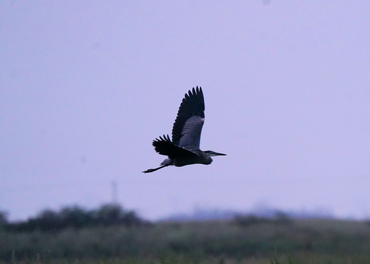Great Blue Heron - ML639732409