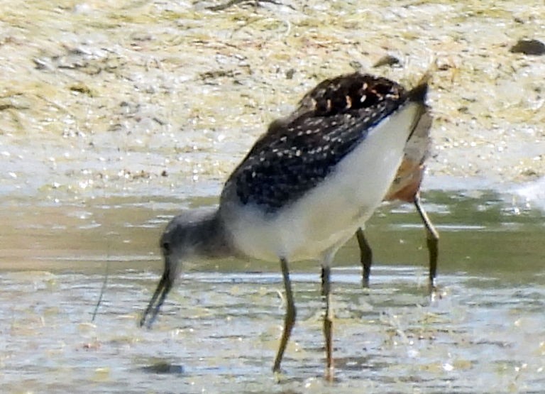 Lesser Yellowlegs - ML639732411