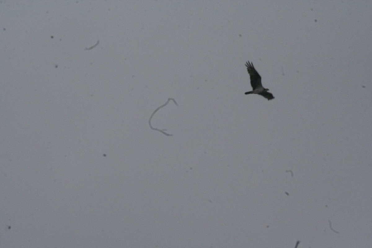 Osprey - ML639732428