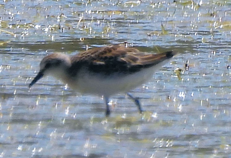 Western Sandpiper - ML639732442