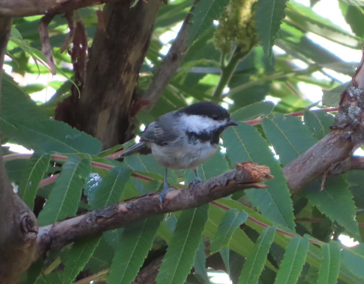 Black-capped Chickadee - ML639732445