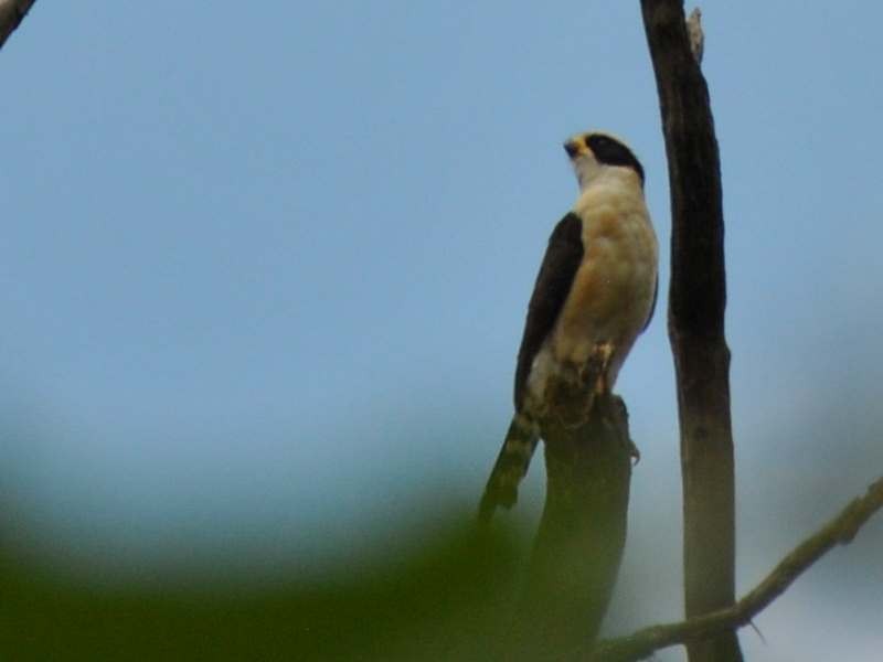 Laughing Falcon - ML639732446