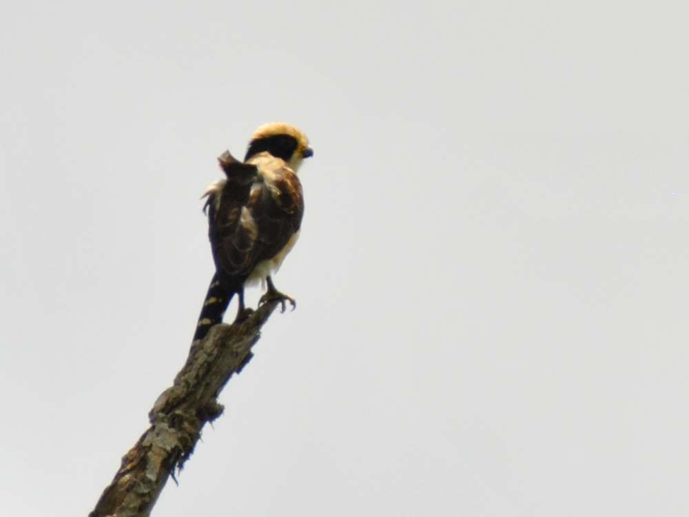 Laughing Falcon - ML639732447