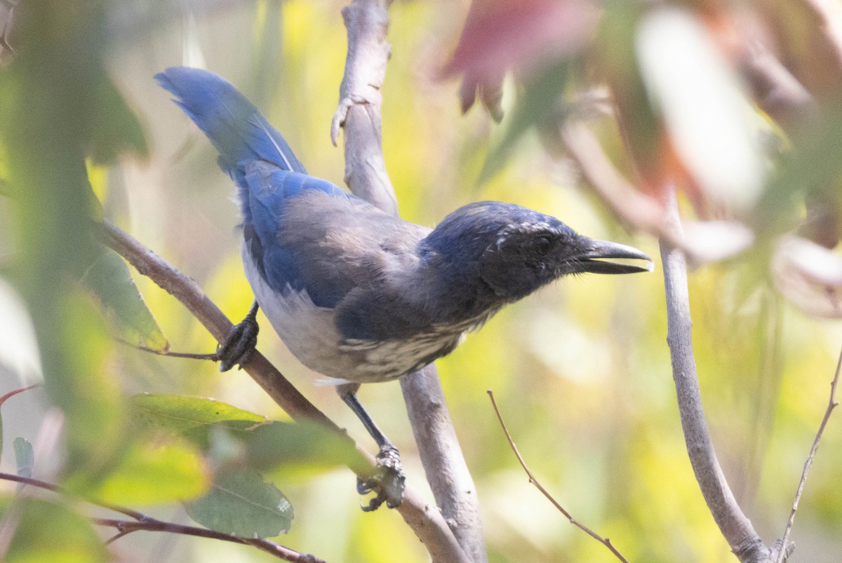 California Scrub-Jay - ML639732448