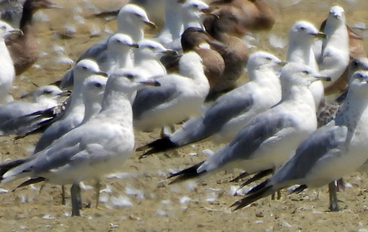 Ring-billed Gull - ML639732451