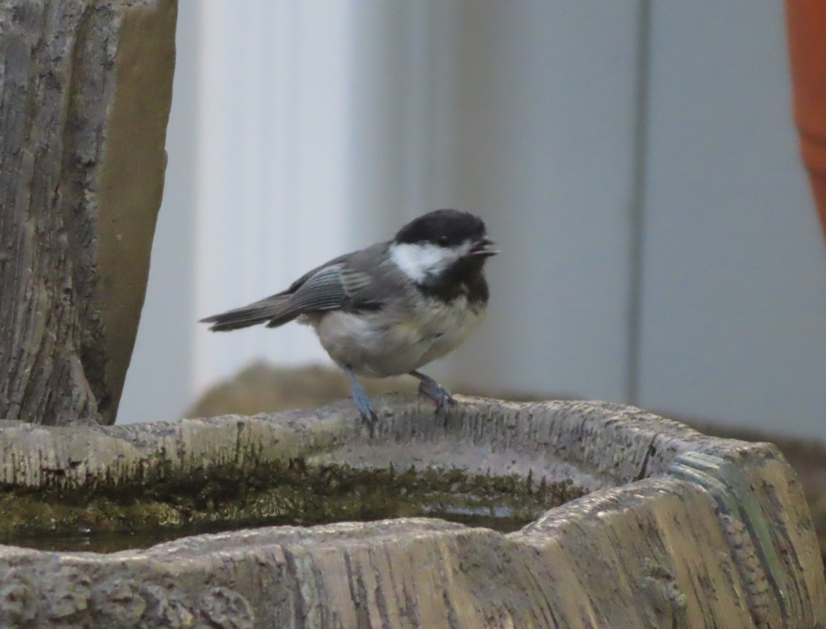 Black-capped Chickadee - ML639732452