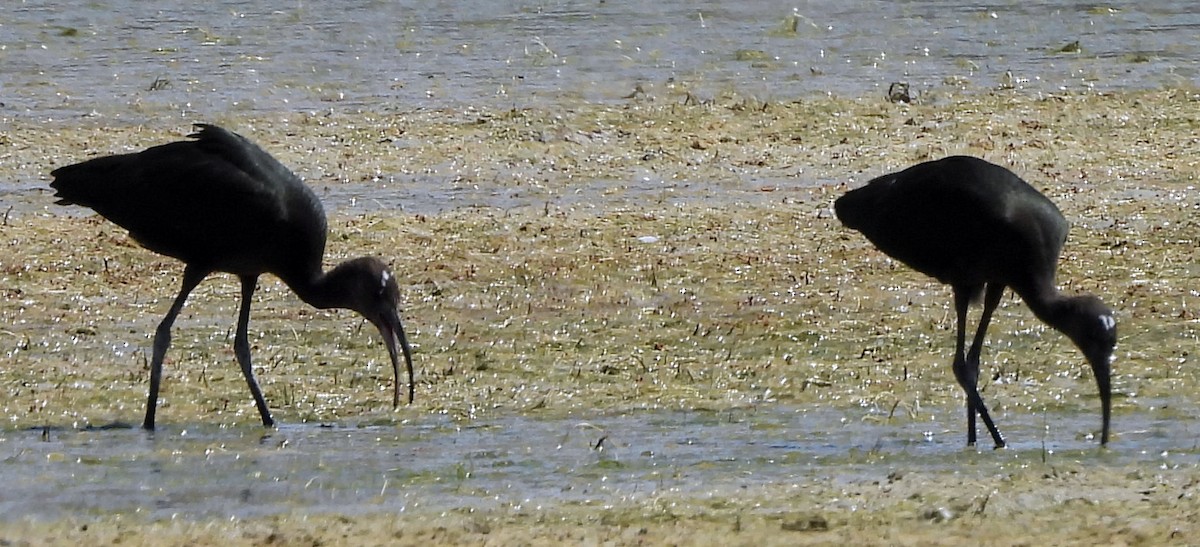 White-faced Ibis - ML639732453