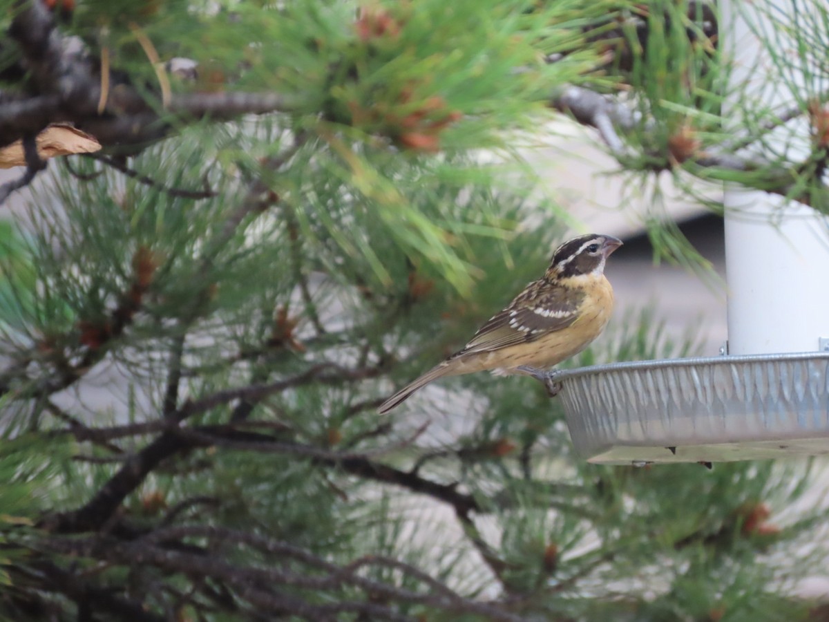 Black-headed Grosbeak - ML639732455