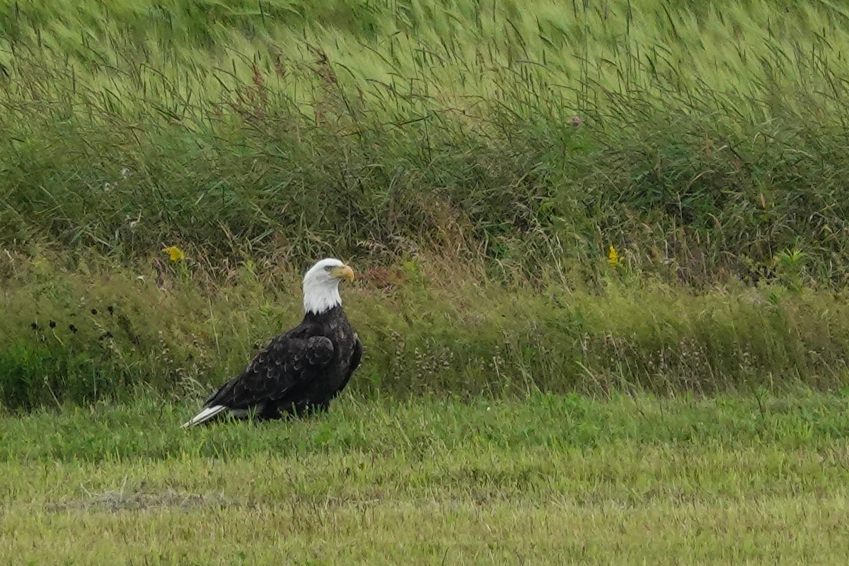 Bald Eagle - ML639732456