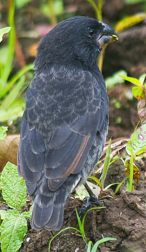 Medium Ground-Finch - ML639732458
