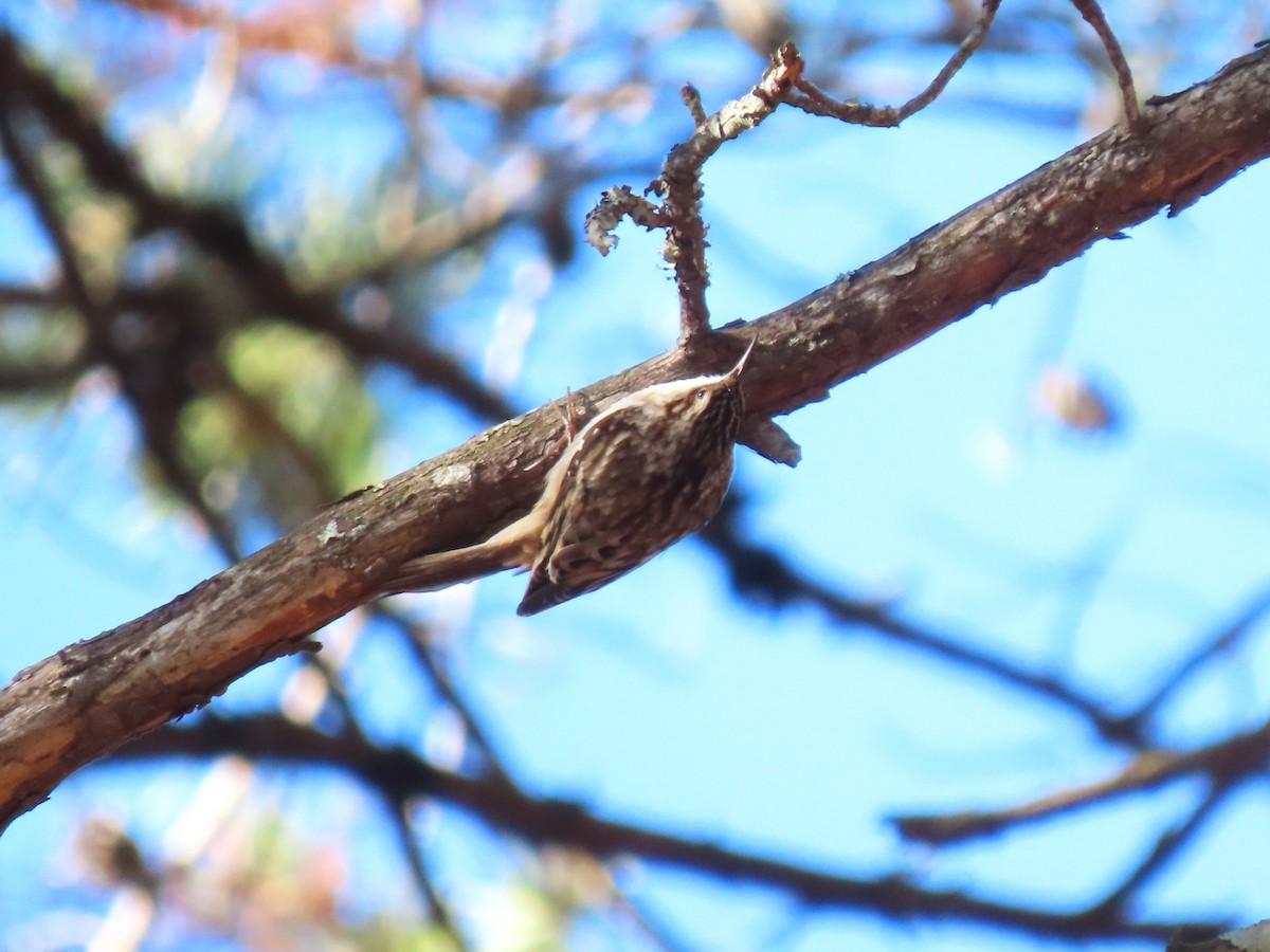 Brown Creeper - ML639732459