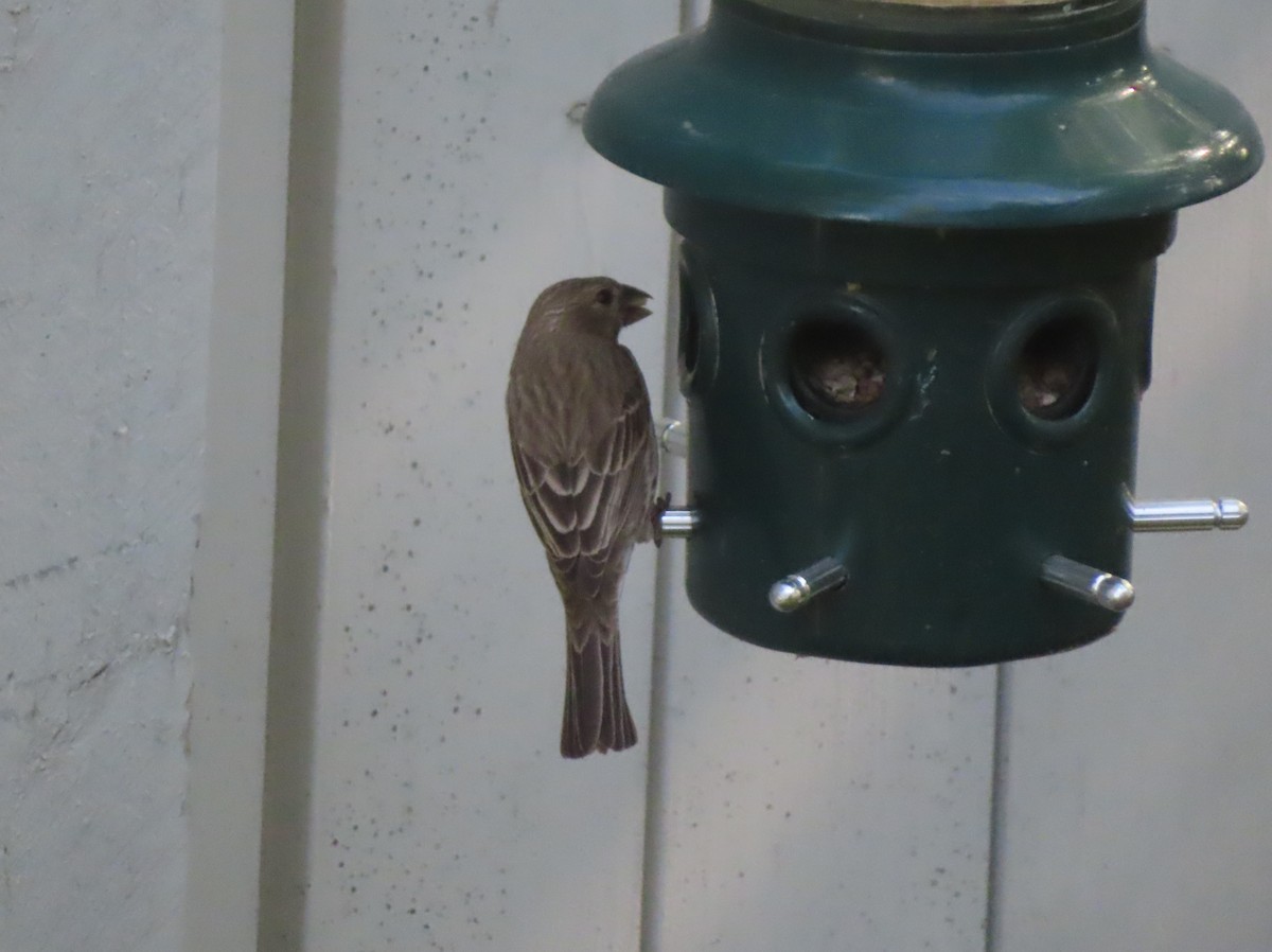 House Finch - ML639732460