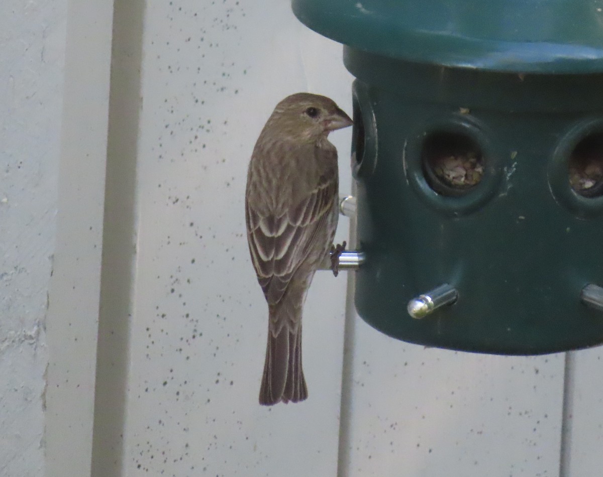 House Finch - ML639732469