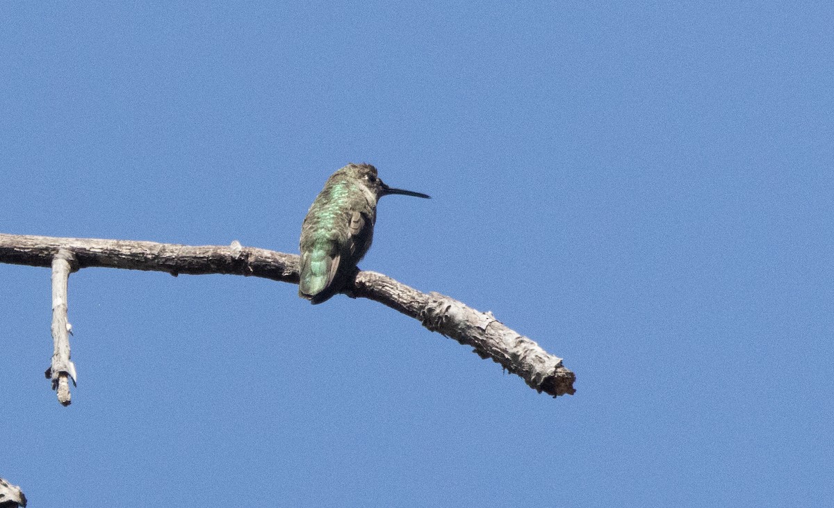 Anna's Hummingbird - ML639732470