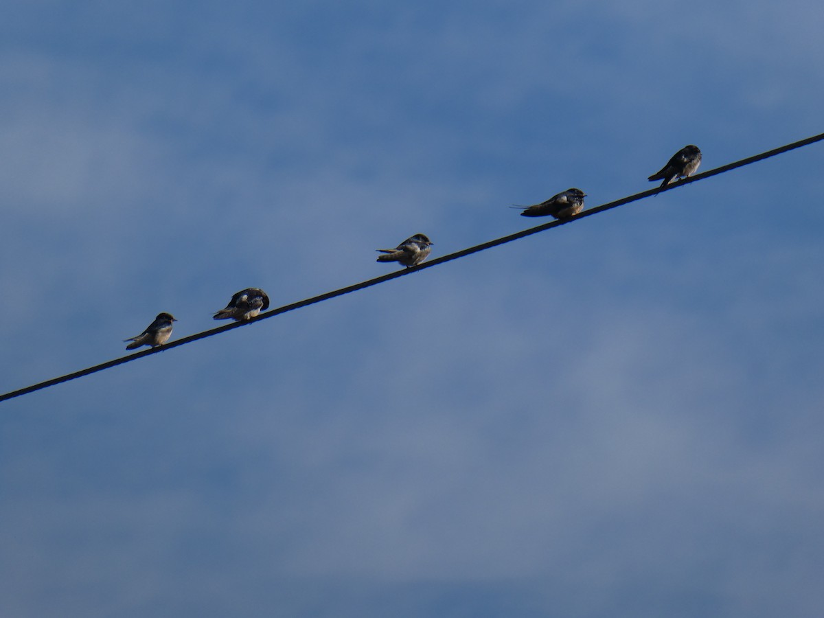 Barn Swallow - ML639732471