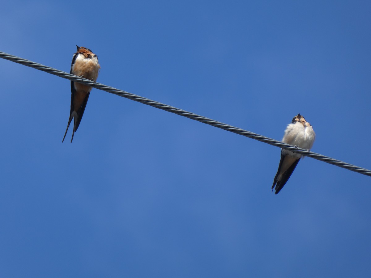 Barn Swallow - ML639732472