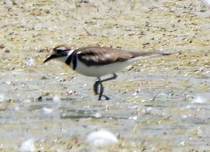 Killdeer - ML639732474
