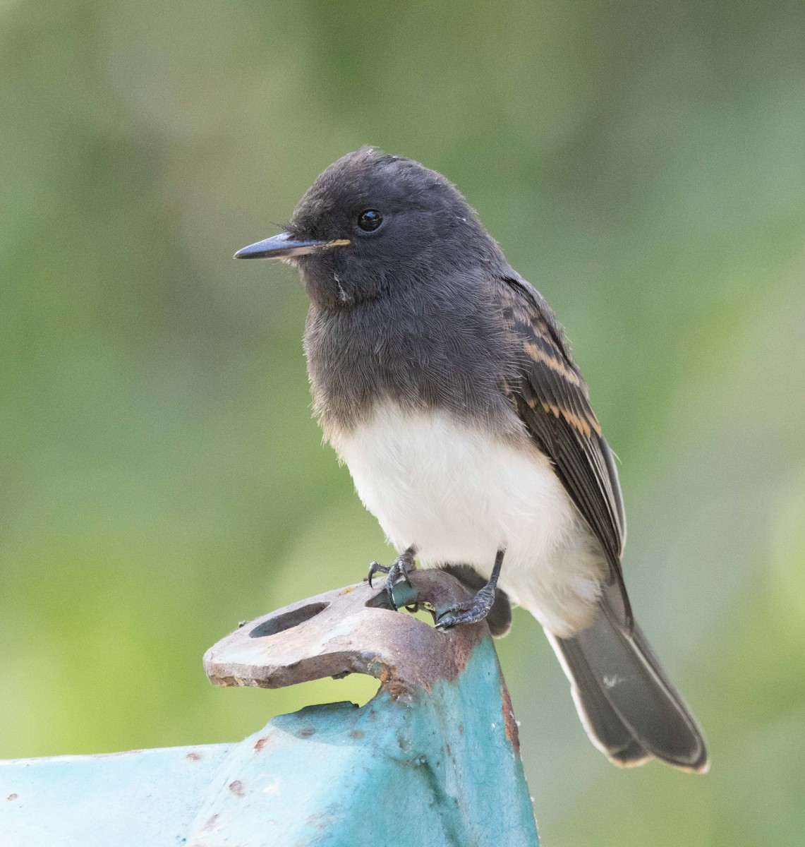 Black Phoebe - ML639732477