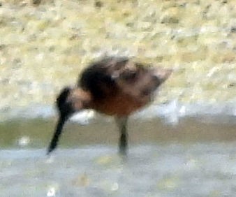 Long-billed Dowitcher - ML639732478