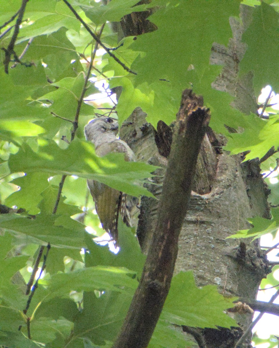 Gray-headed Woodpecker (Gray-headed) - ML639732485