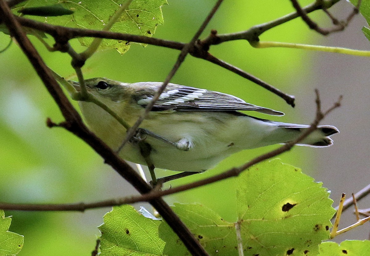 Cerulean Warbler - ML639732486