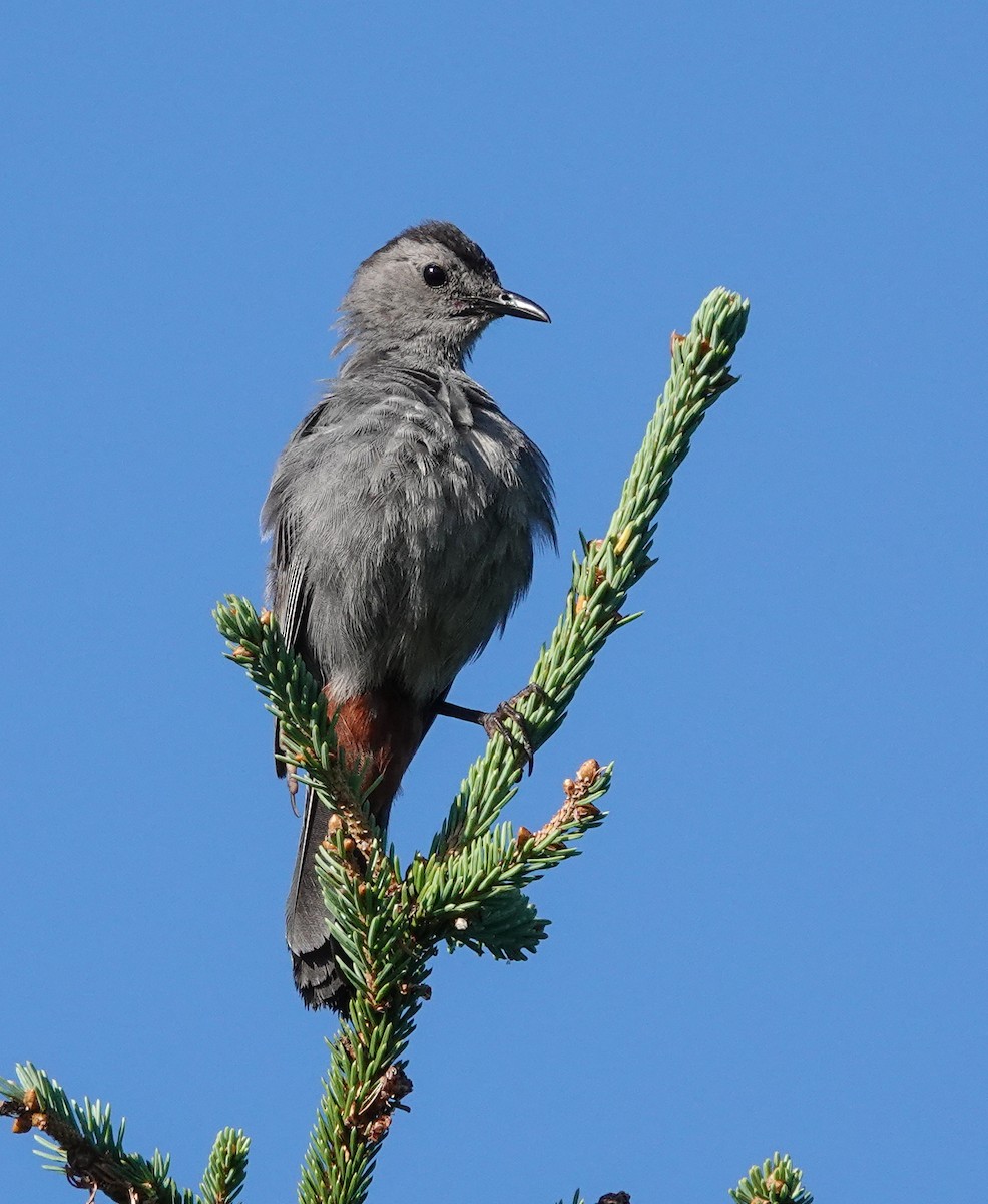 Gray Catbird - ML639732489