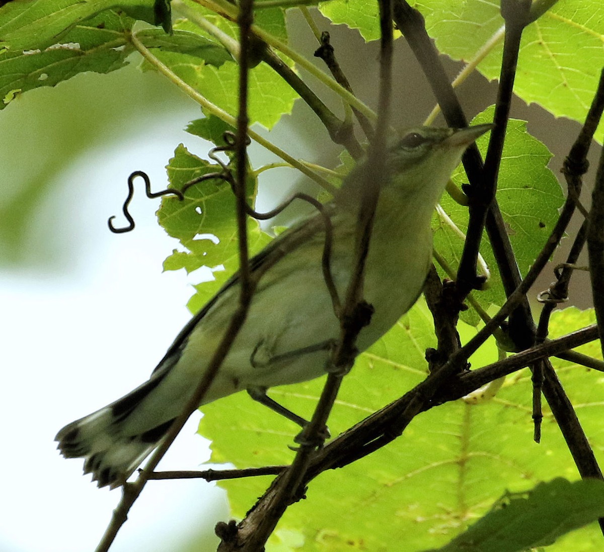 Cerulean Warbler - ML639732498