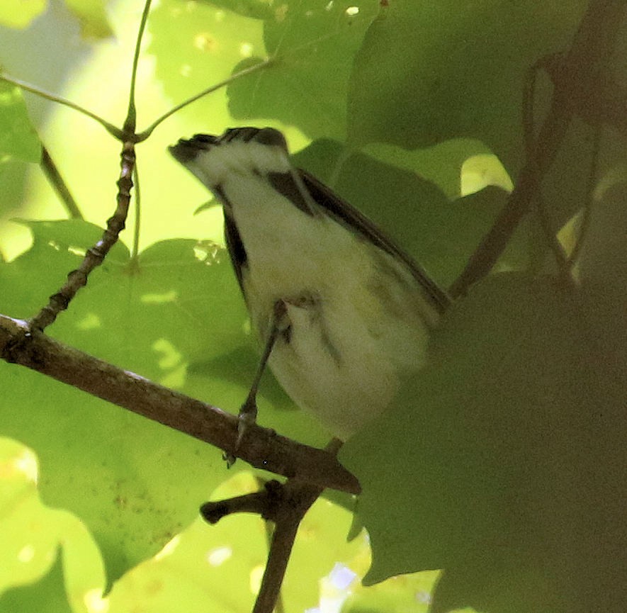 Cerulean Warbler - ML639732517