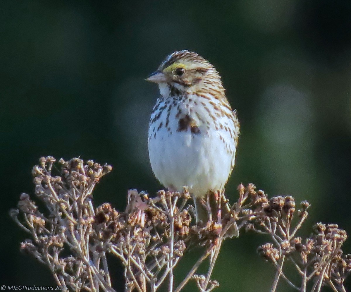 Savannah Sparrow - ML639732527