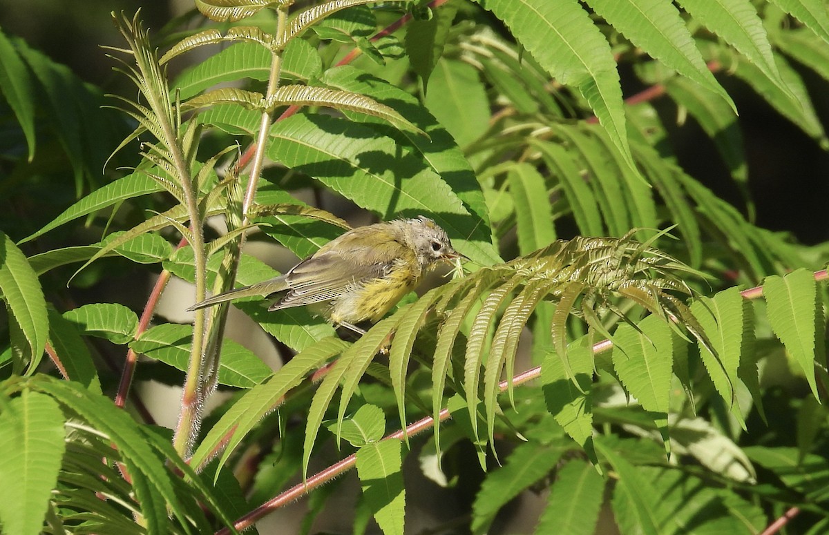 Prairie Warbler - ML639732547