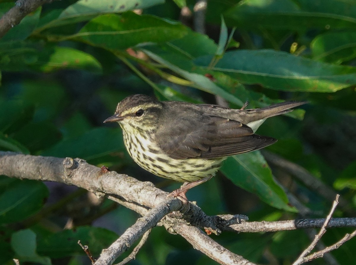 Northern Waterthrush - ML639732560