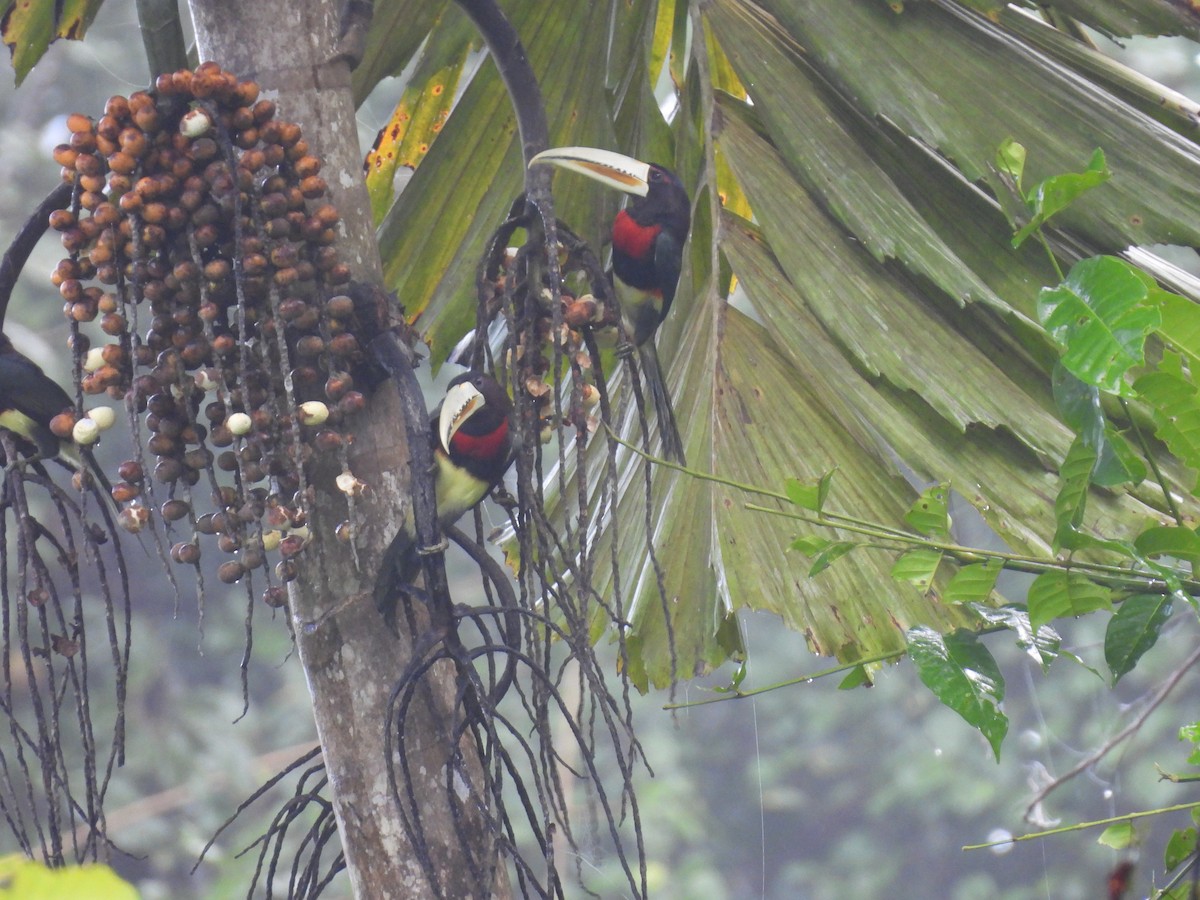 Ivory-billed Aracari - ML639732562