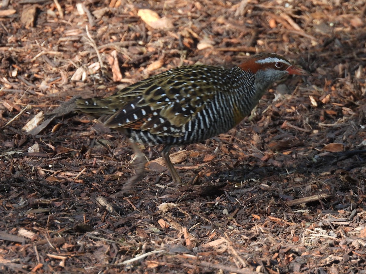 Buff-banded Rail - ML639732564