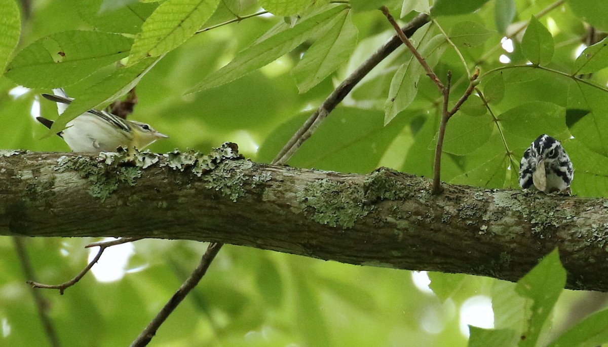 Cerulean Warbler - ML639732565