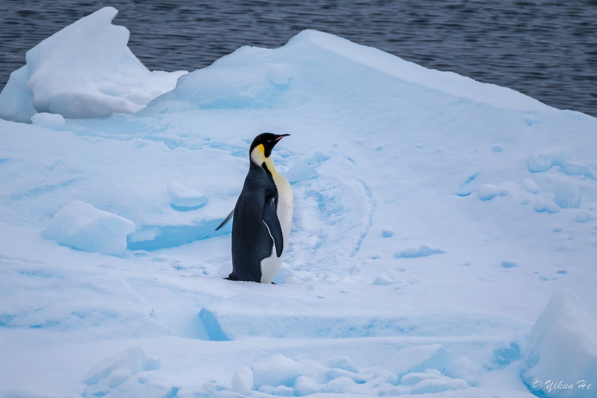 Emperor Penguin - ML639732570