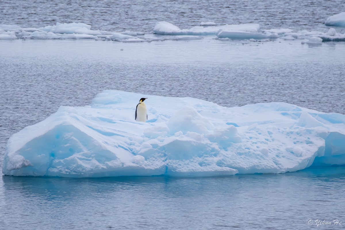 Emperor Penguin - ML639732571