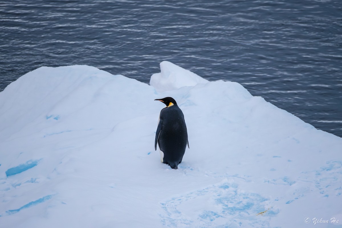 Emperor Penguin - ML639732572