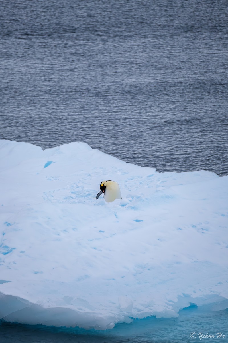 Emperor Penguin - ML639732574